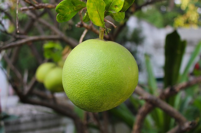 Pomelo